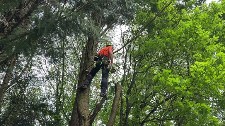 How Our Tree Care Process Works  in  Mesa Del Caballo, AZ