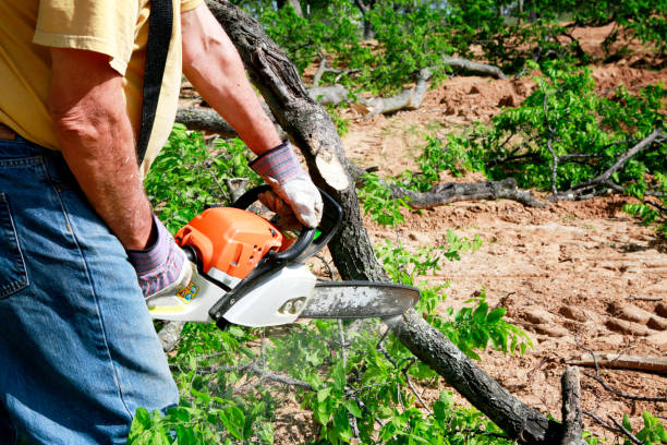 Leaf Removal in Mesa Del Caballo, AZ